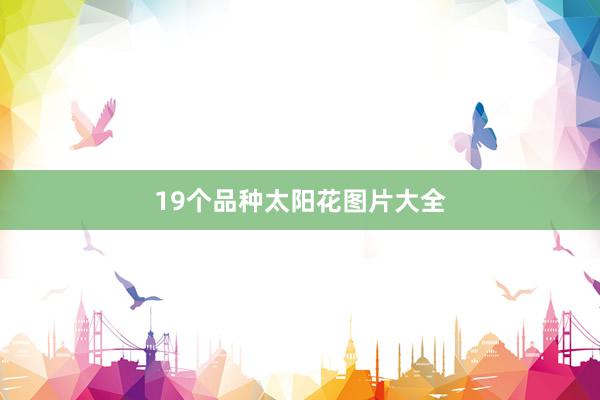 19个品种太阳花图片大全